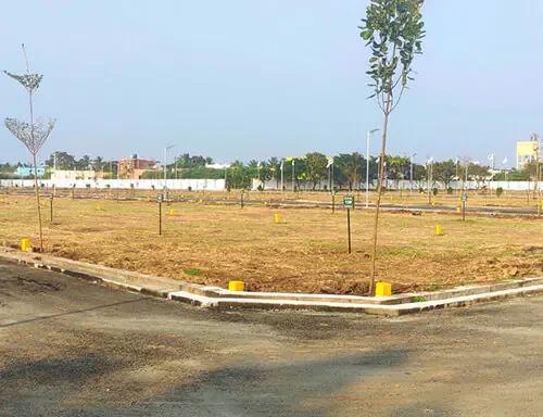 G Square Springfields